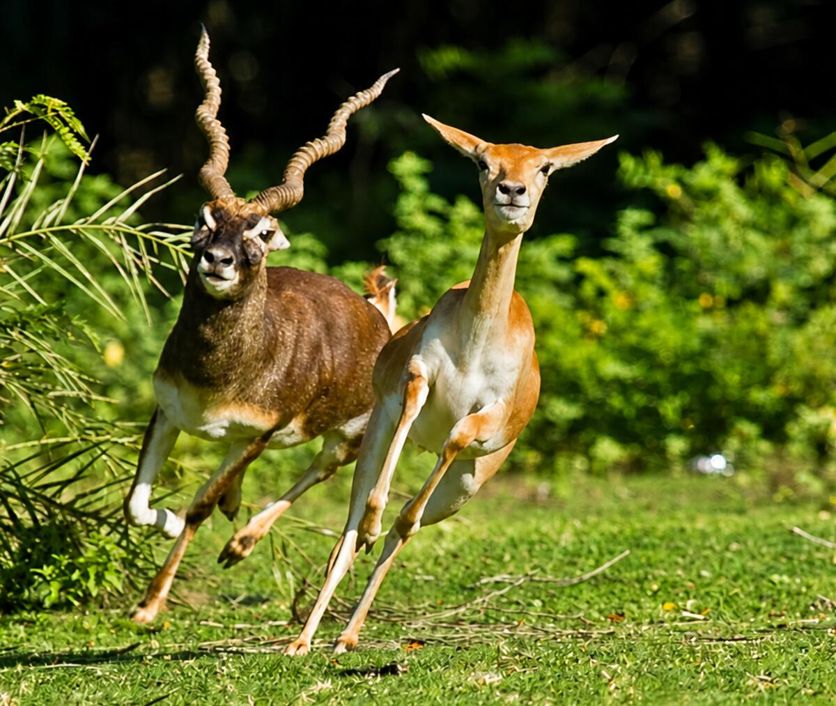Deer at IIT Madras