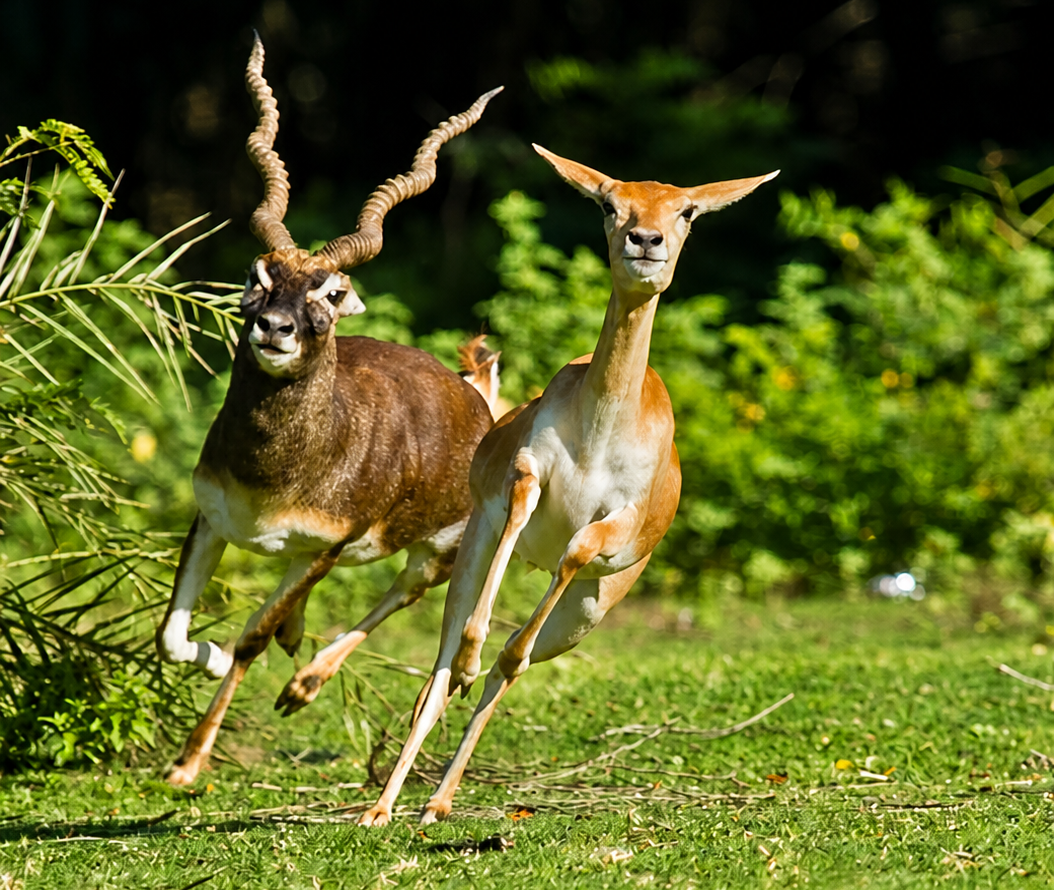Deer at IIT Madras