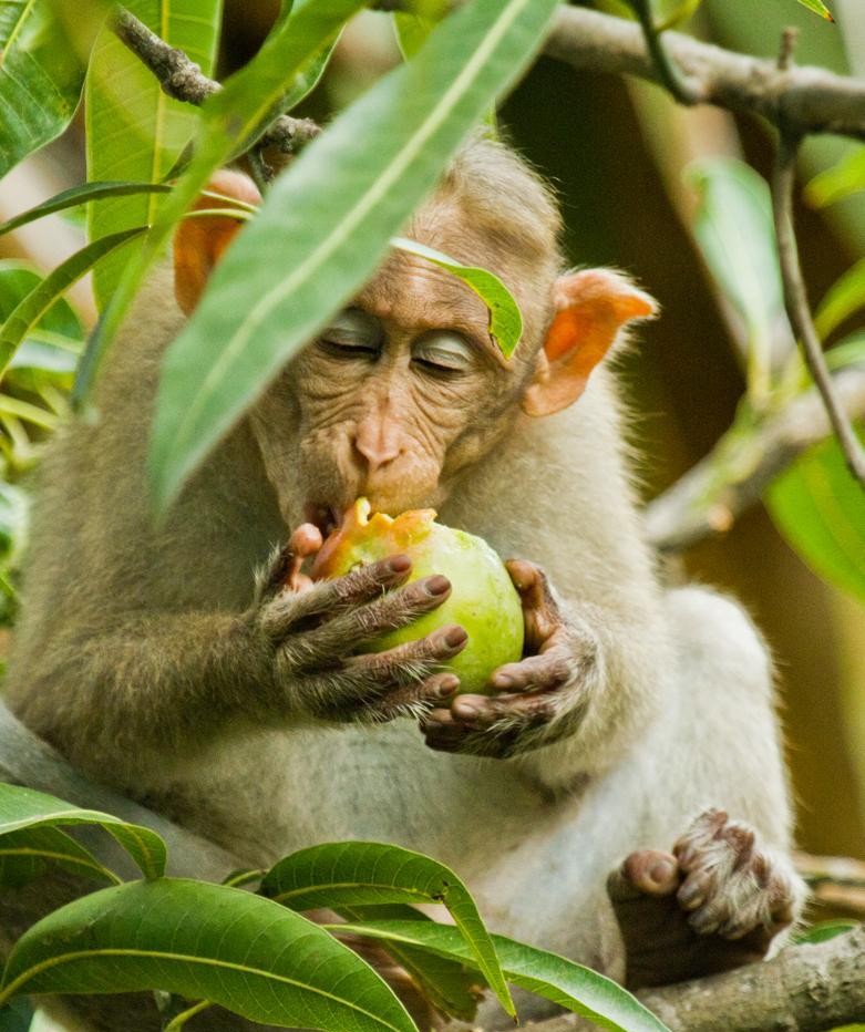 Monkey at IIT Madras